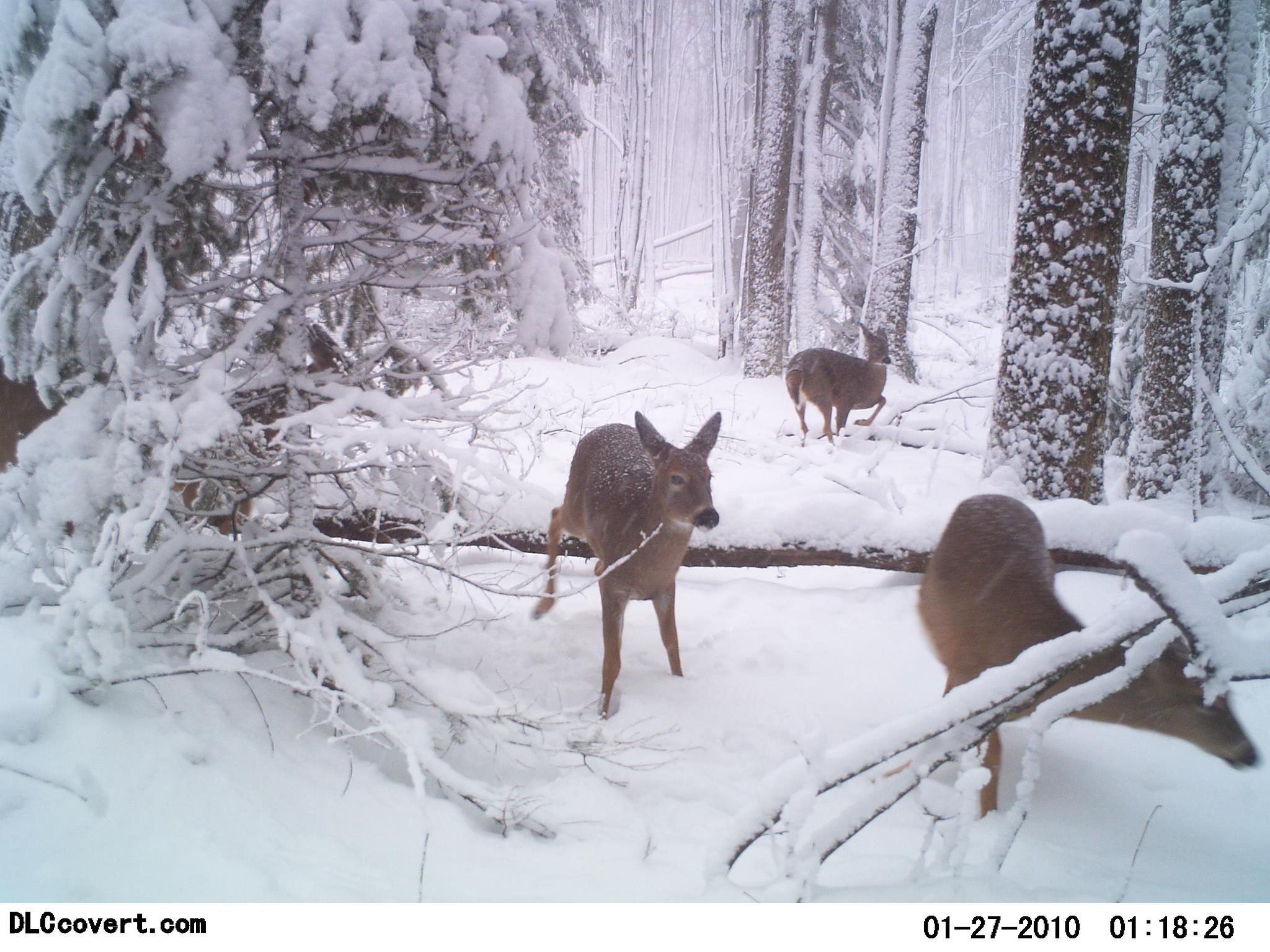 Trail Cam Tuesday