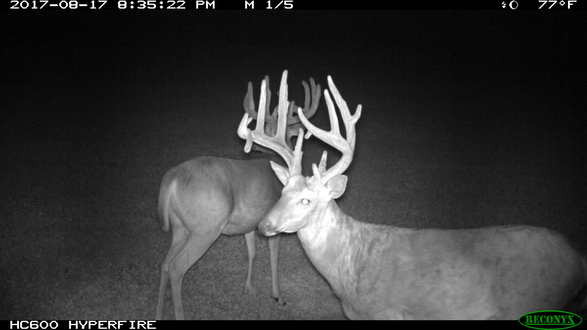 Trail Cam Tuesday