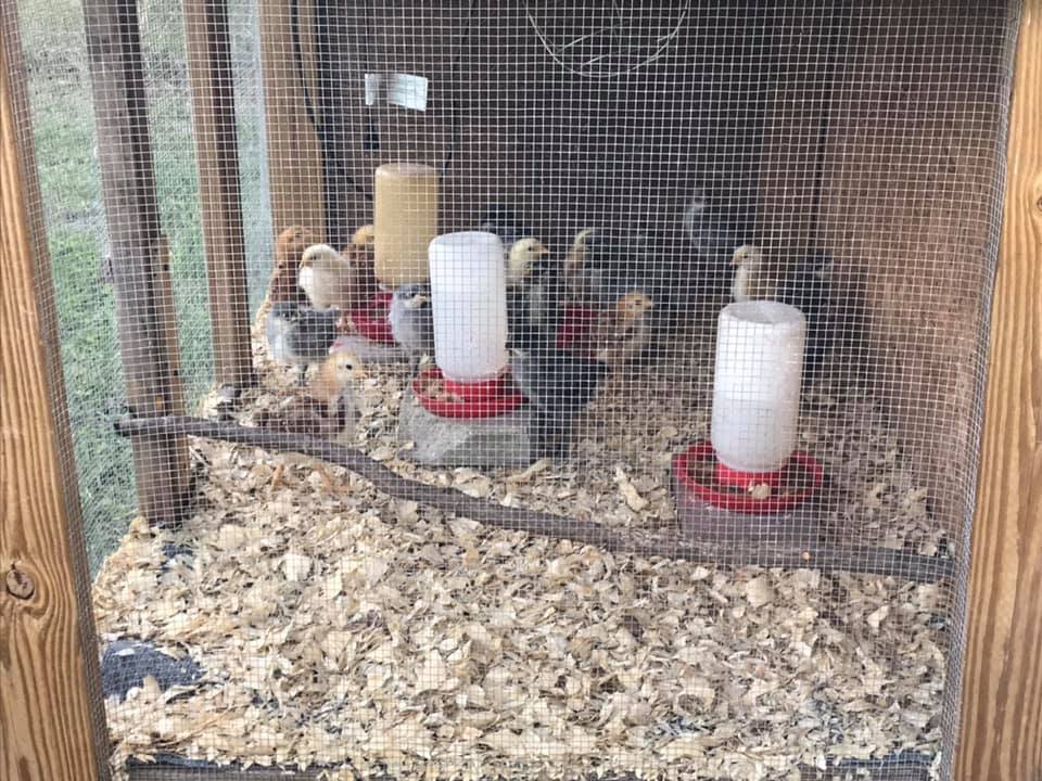 Chicks