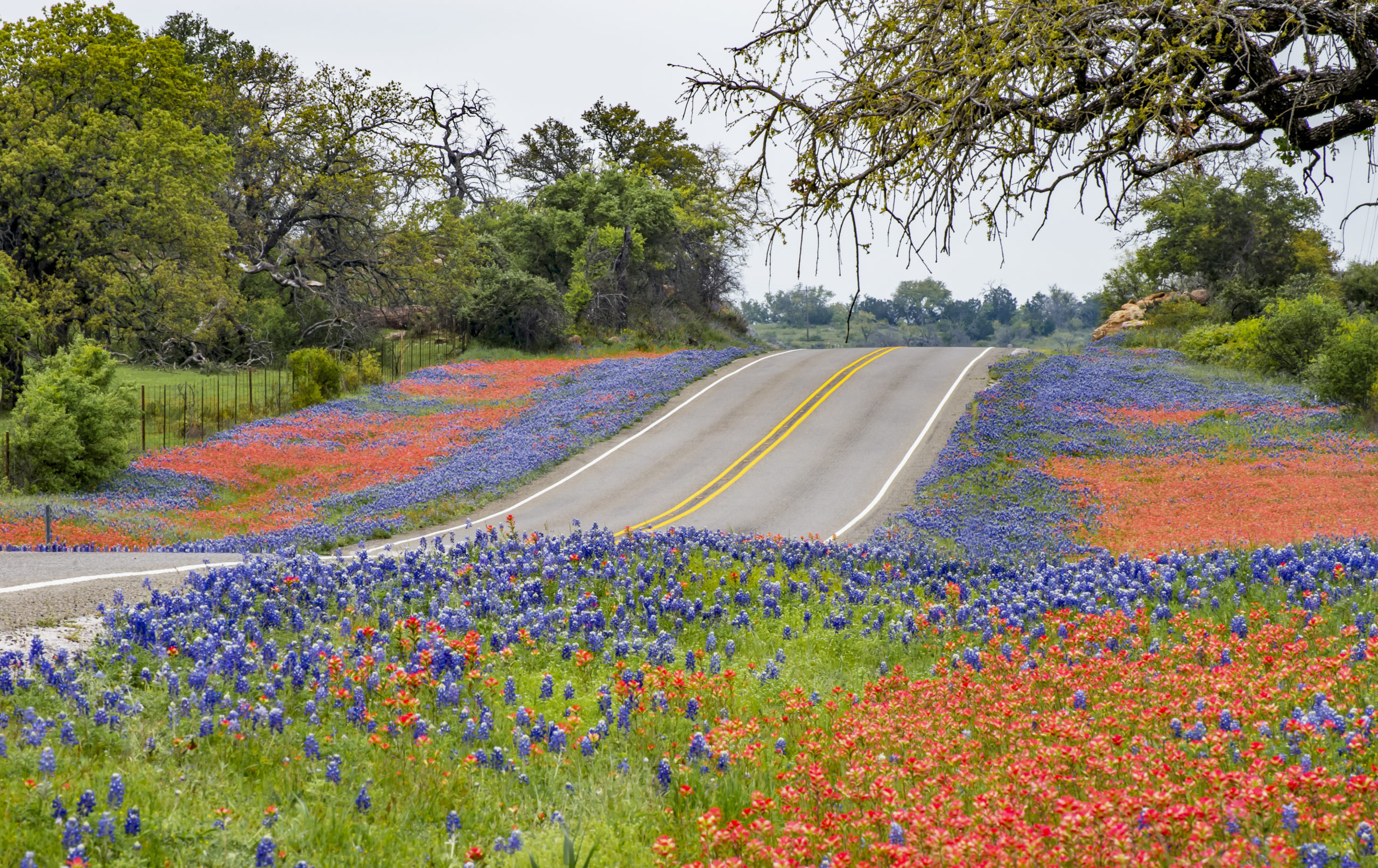 Spring wildflowers along Texas State Hwy 16 north of Fredricksburg.