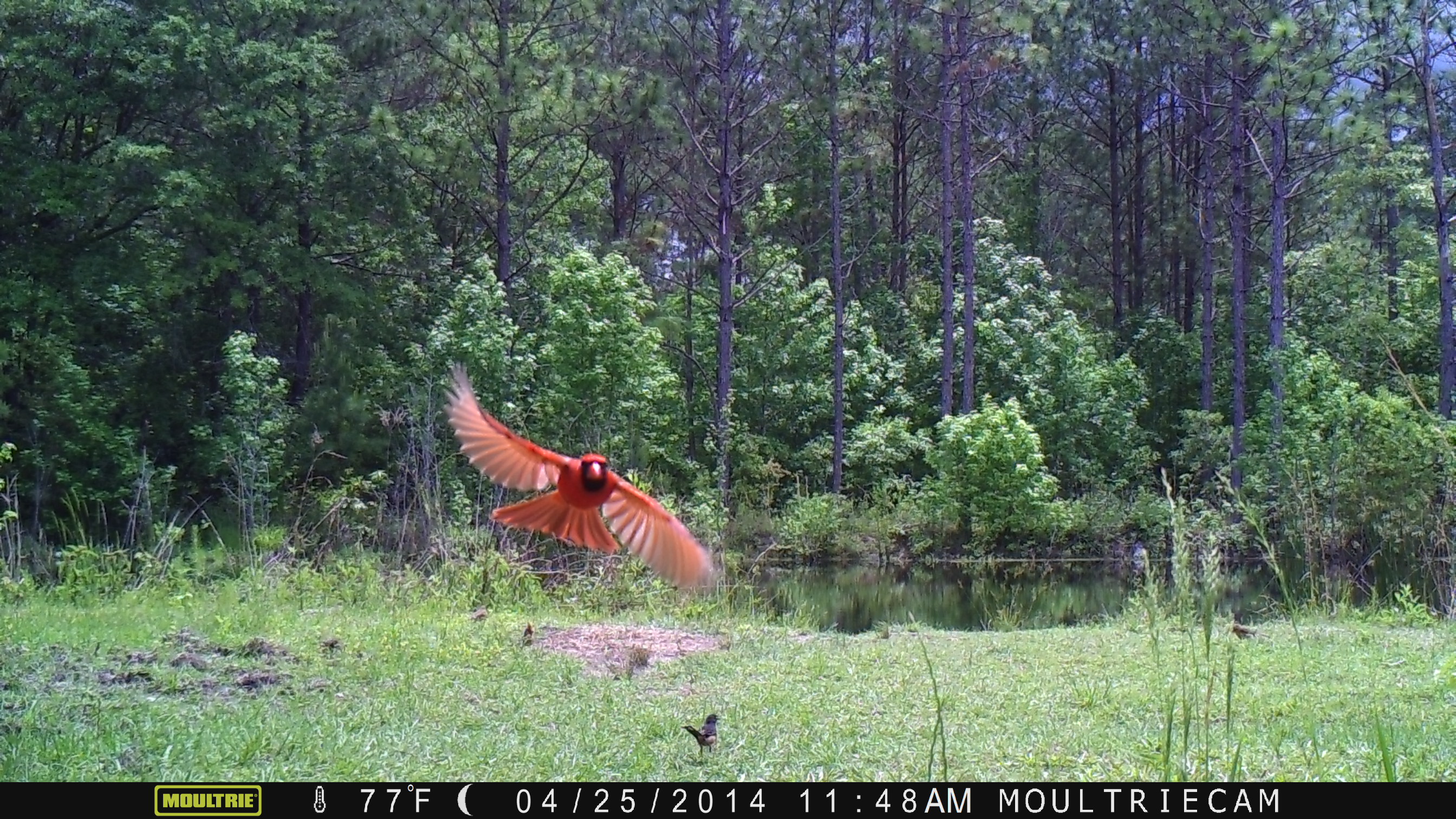 Trail Cam Tuesday