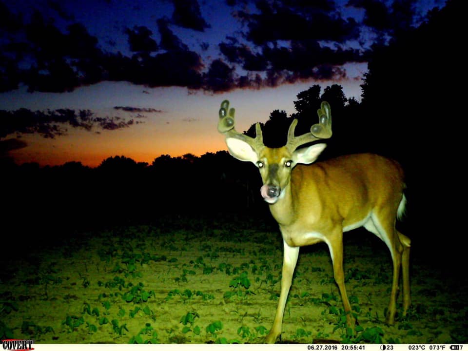 Trail Cam Tuesday