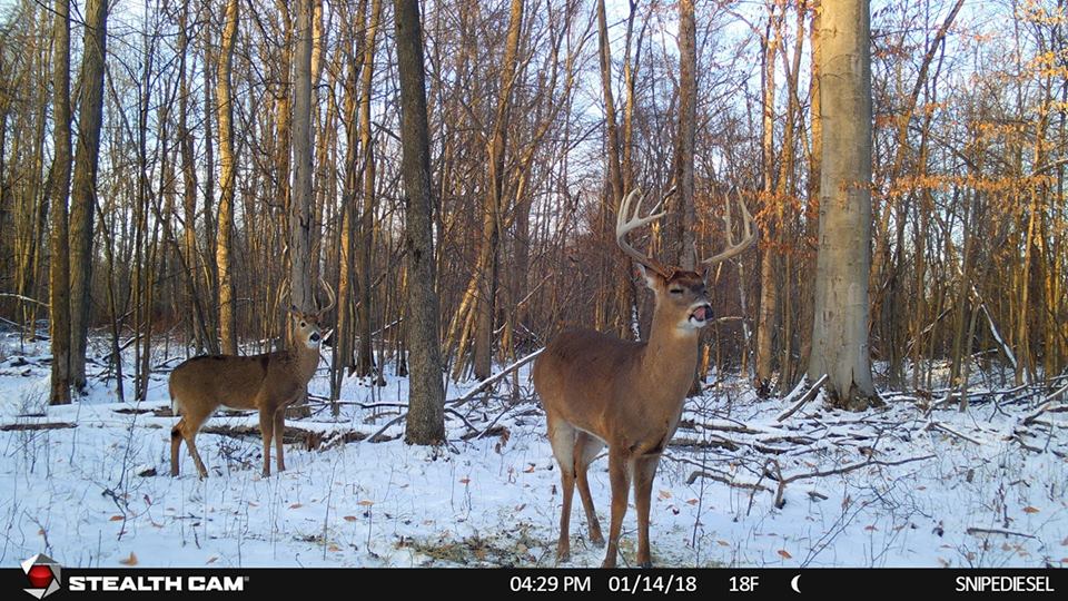 Trail Cam Tuesday