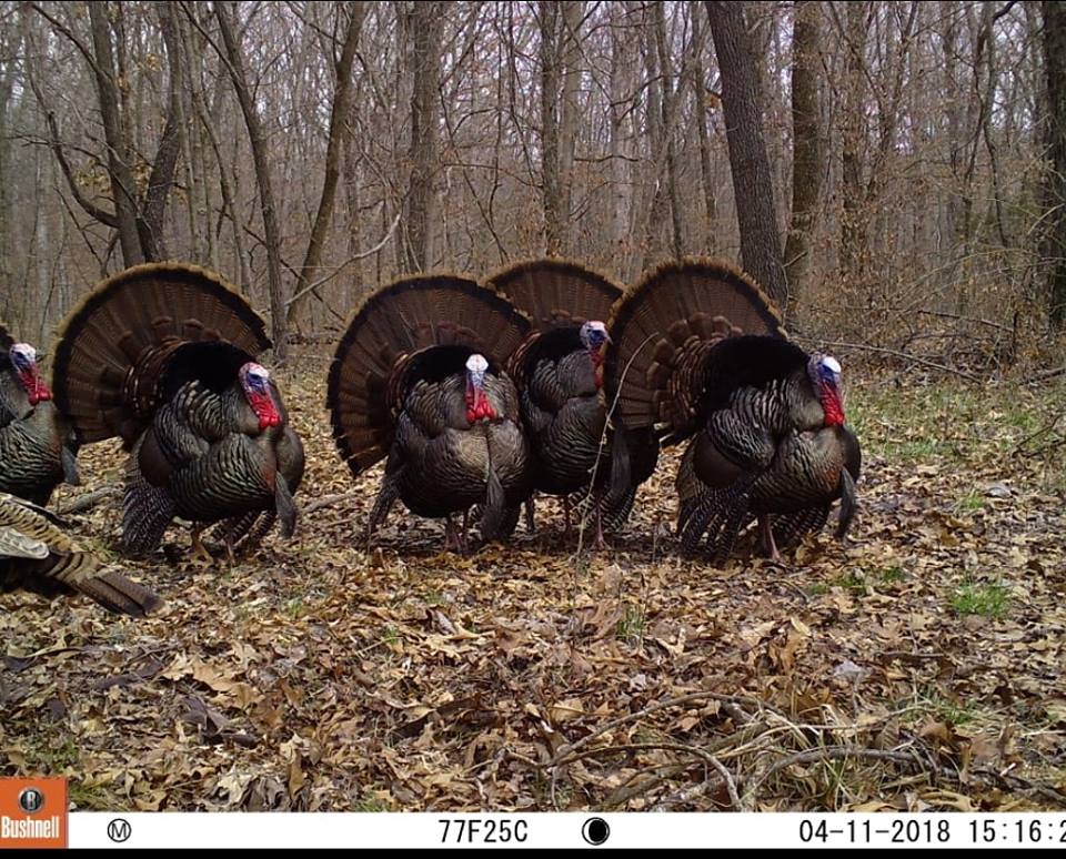 Trail Cam Tuesday