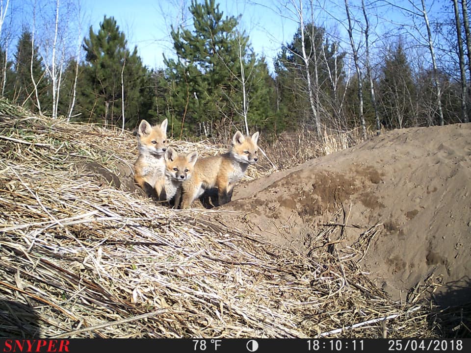 Trail Cam Tuesday