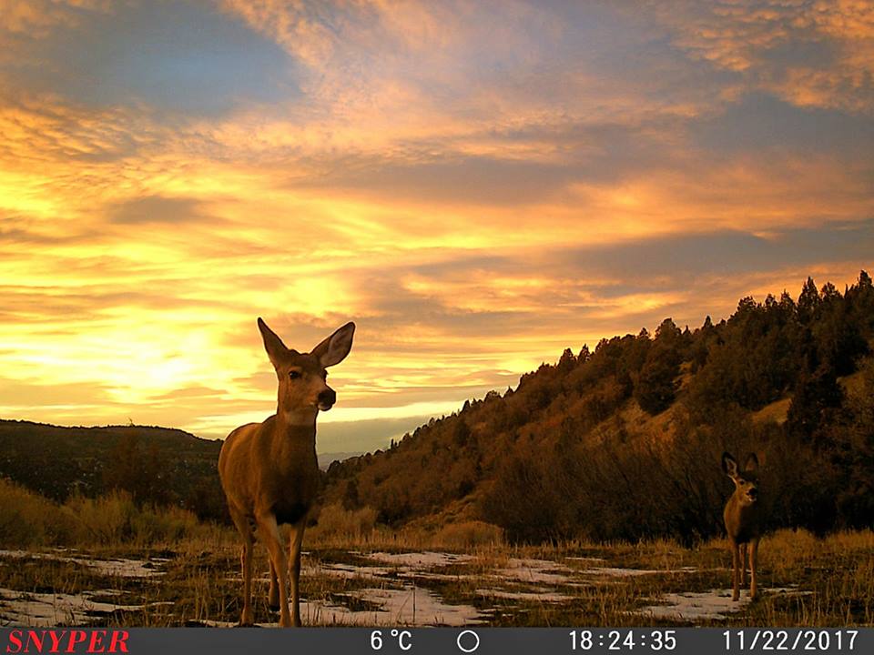 Trail Cam Tuesday