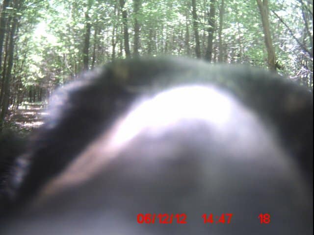 Trail Cam Tuesday