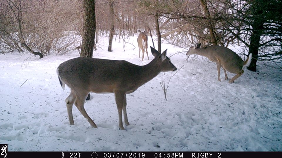 Trail Cam Tuesday