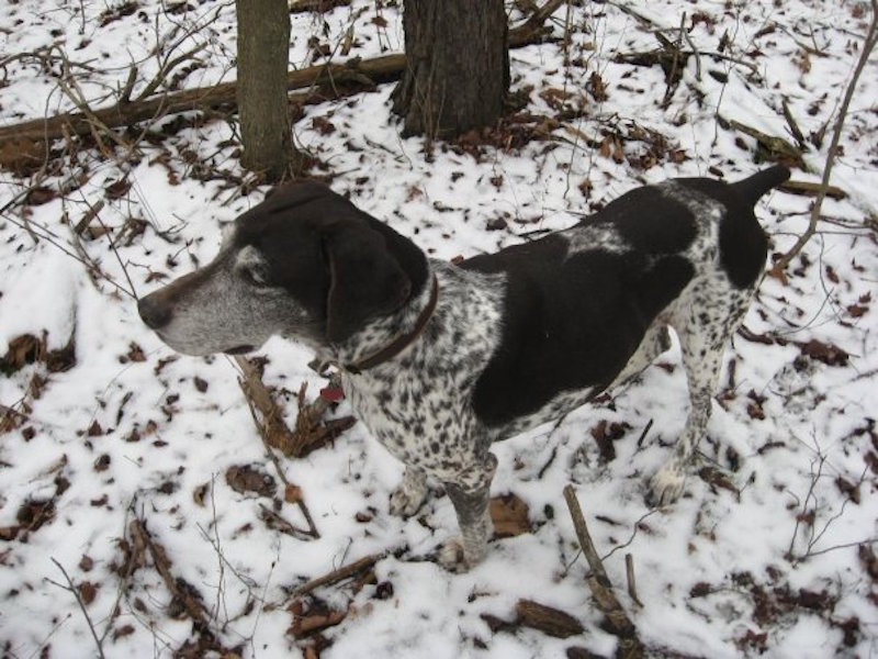 hunting dog