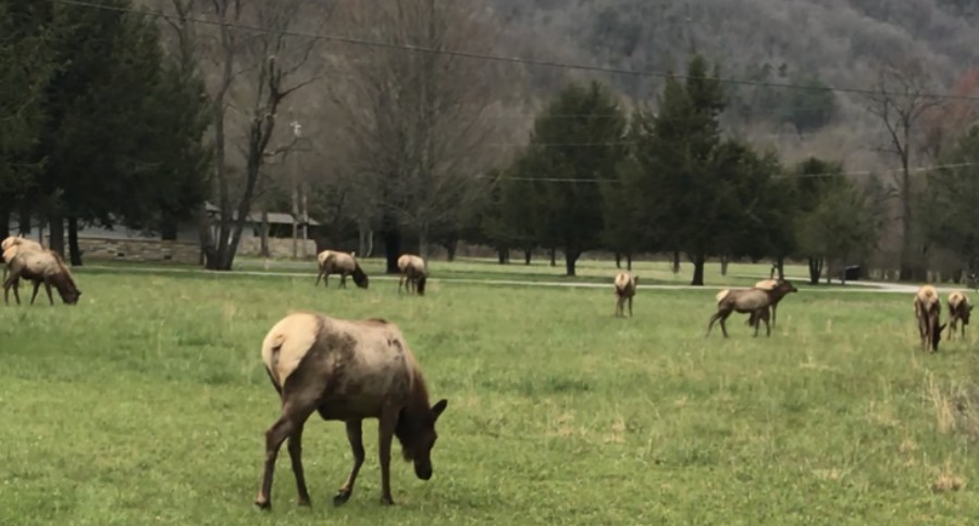 North Carolina elk herd