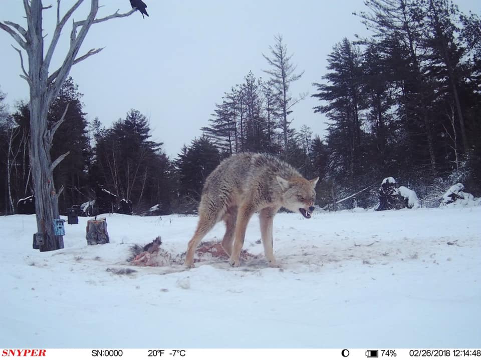 Trail Cam Tuesday