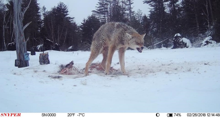 Trail Cam Tuesday