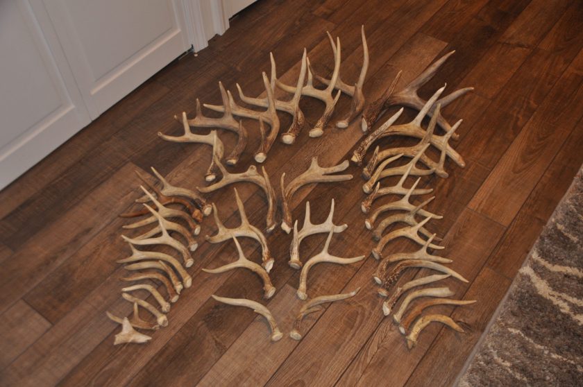 shed hunting tips