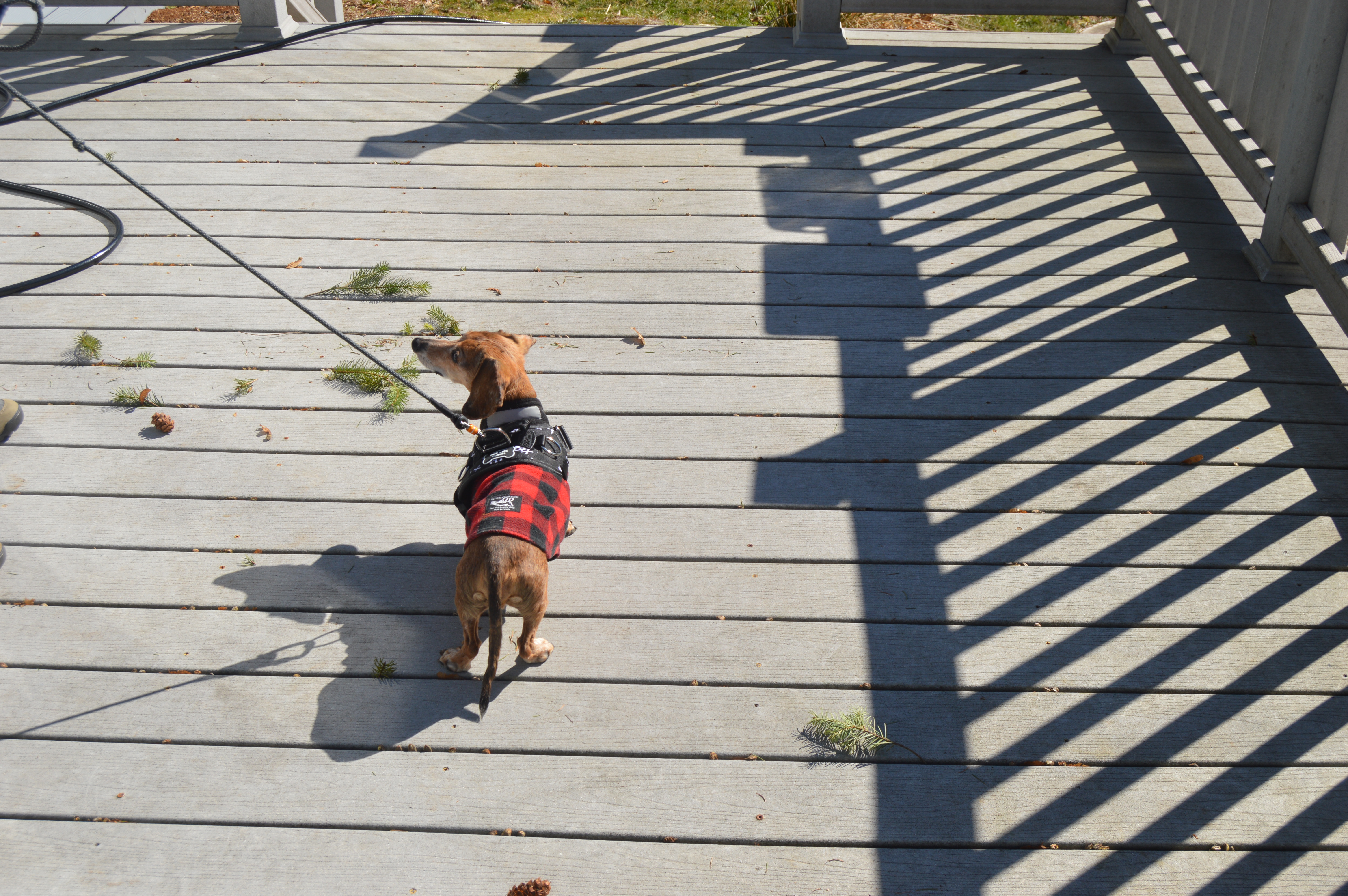 Pug Life Harness