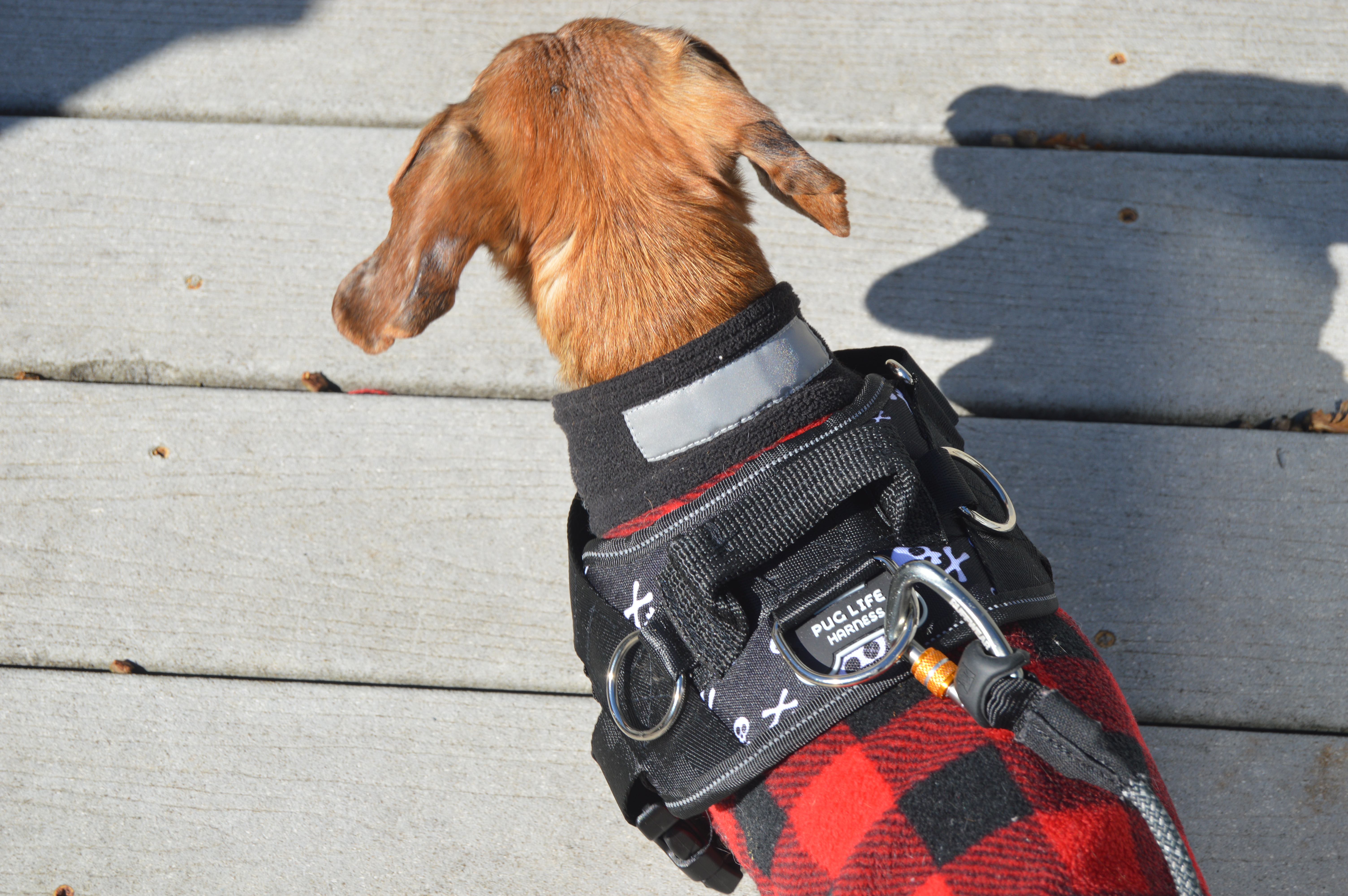 Pug Life Harness
