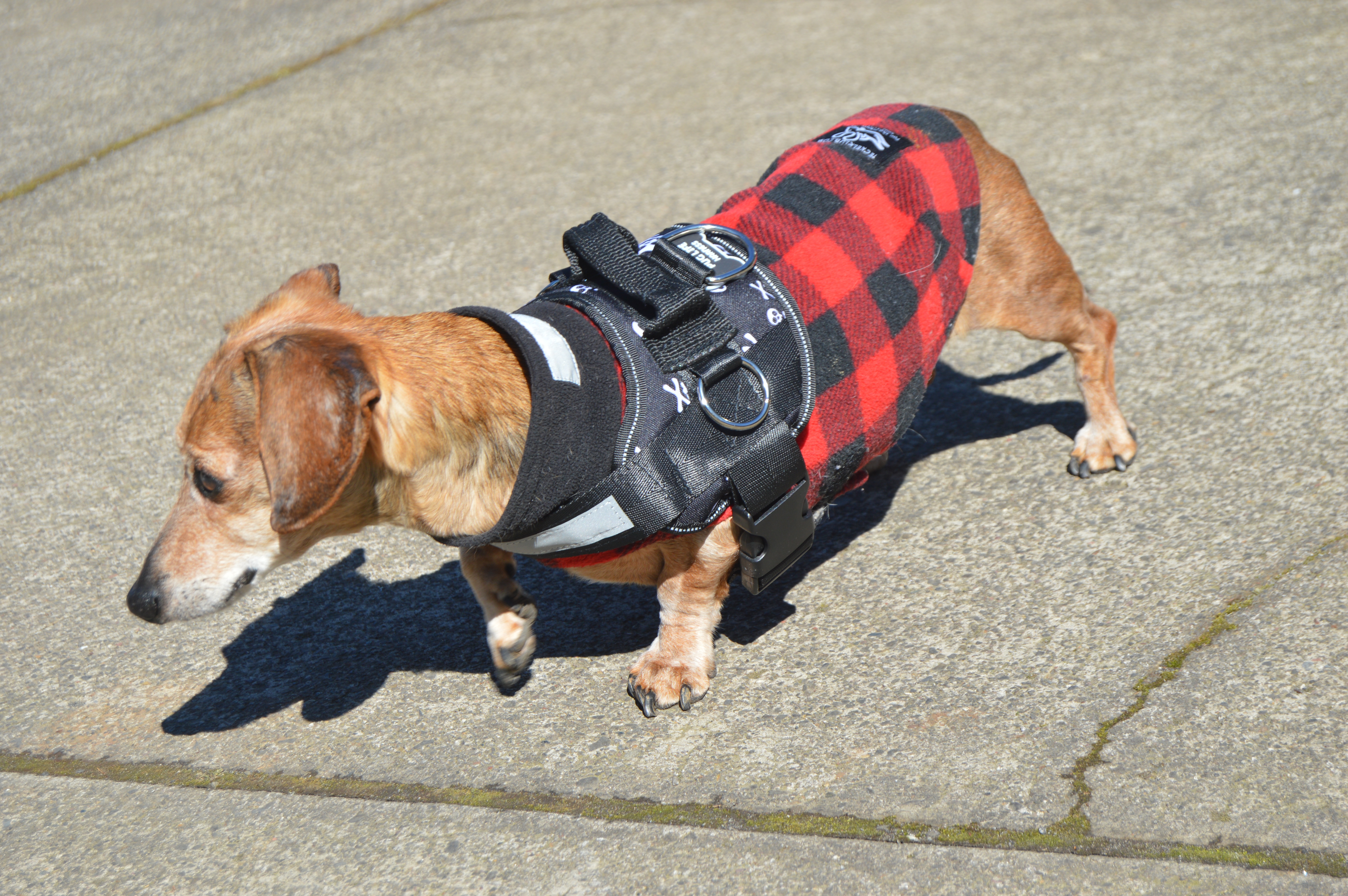 Pug Life Harness 