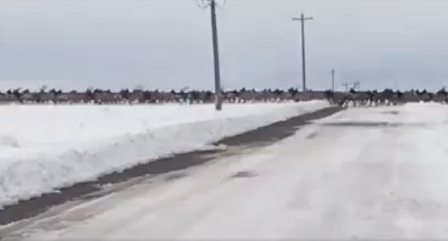 elk crossing