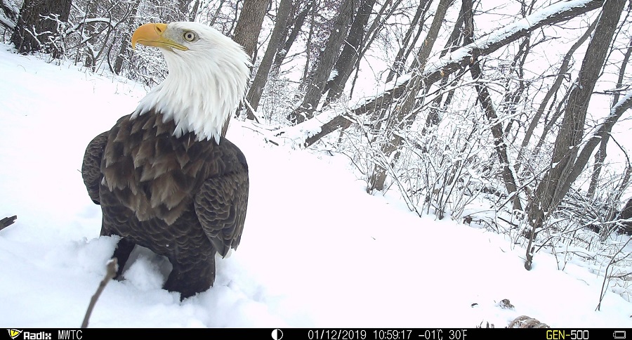 Trail Cam Tuesday