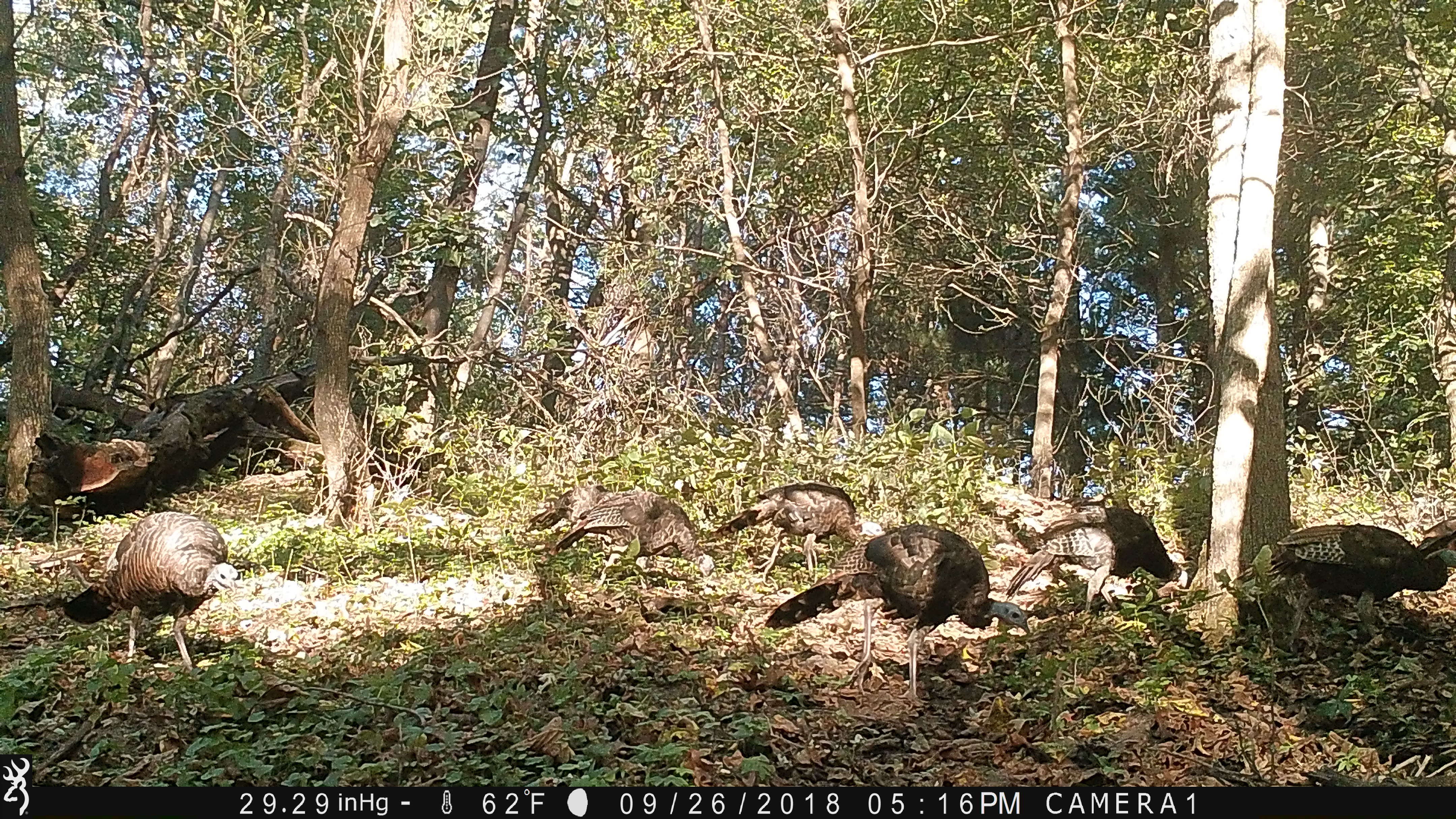 Trail Cam Tuesday