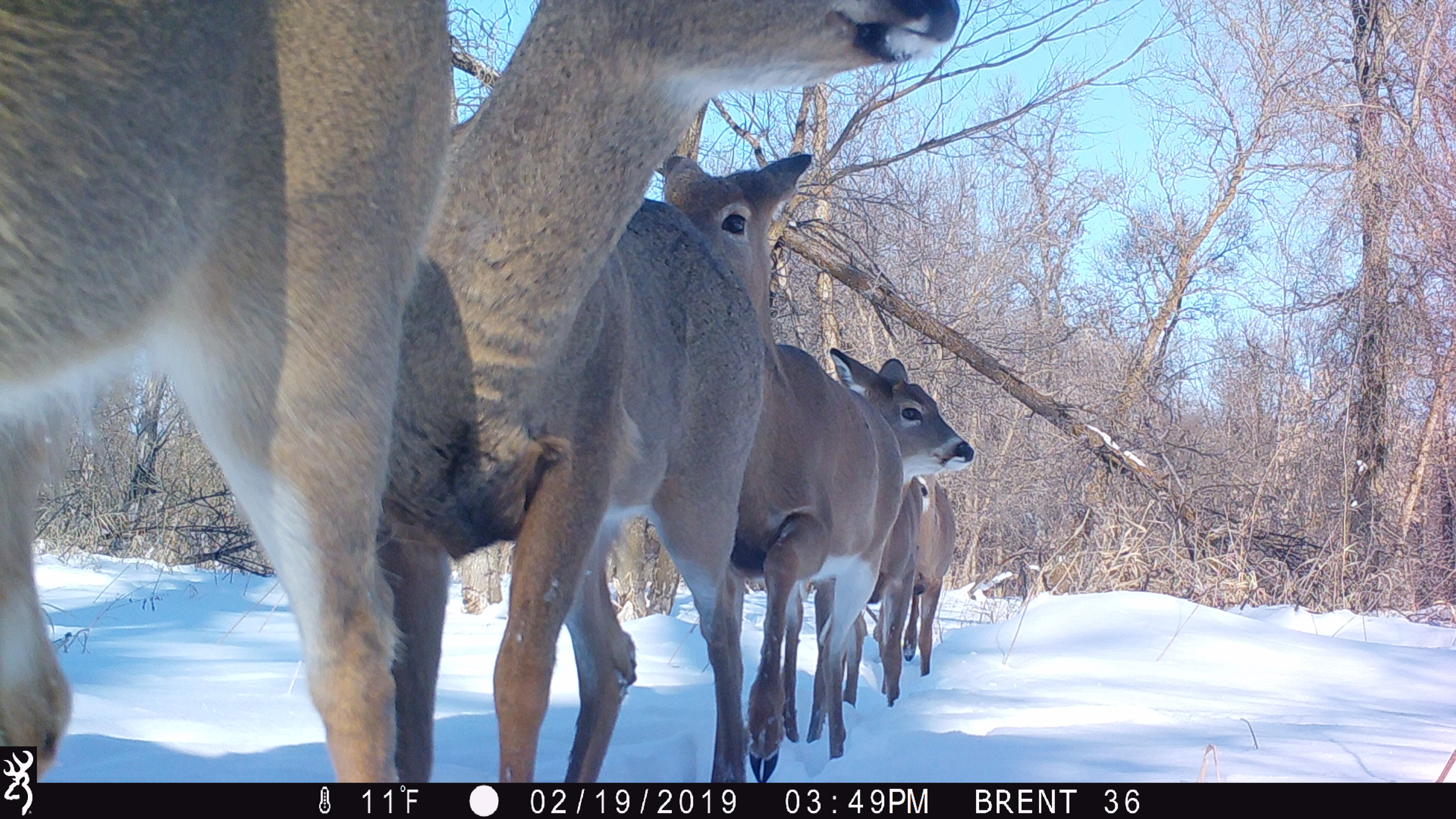 Trail Cam Tuesday