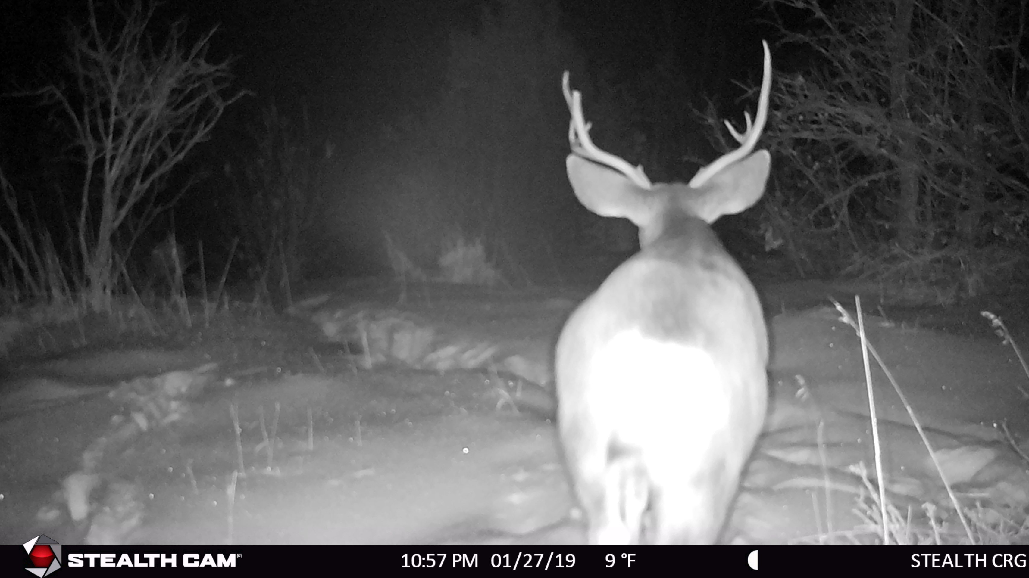 Trail Cam Tuesday