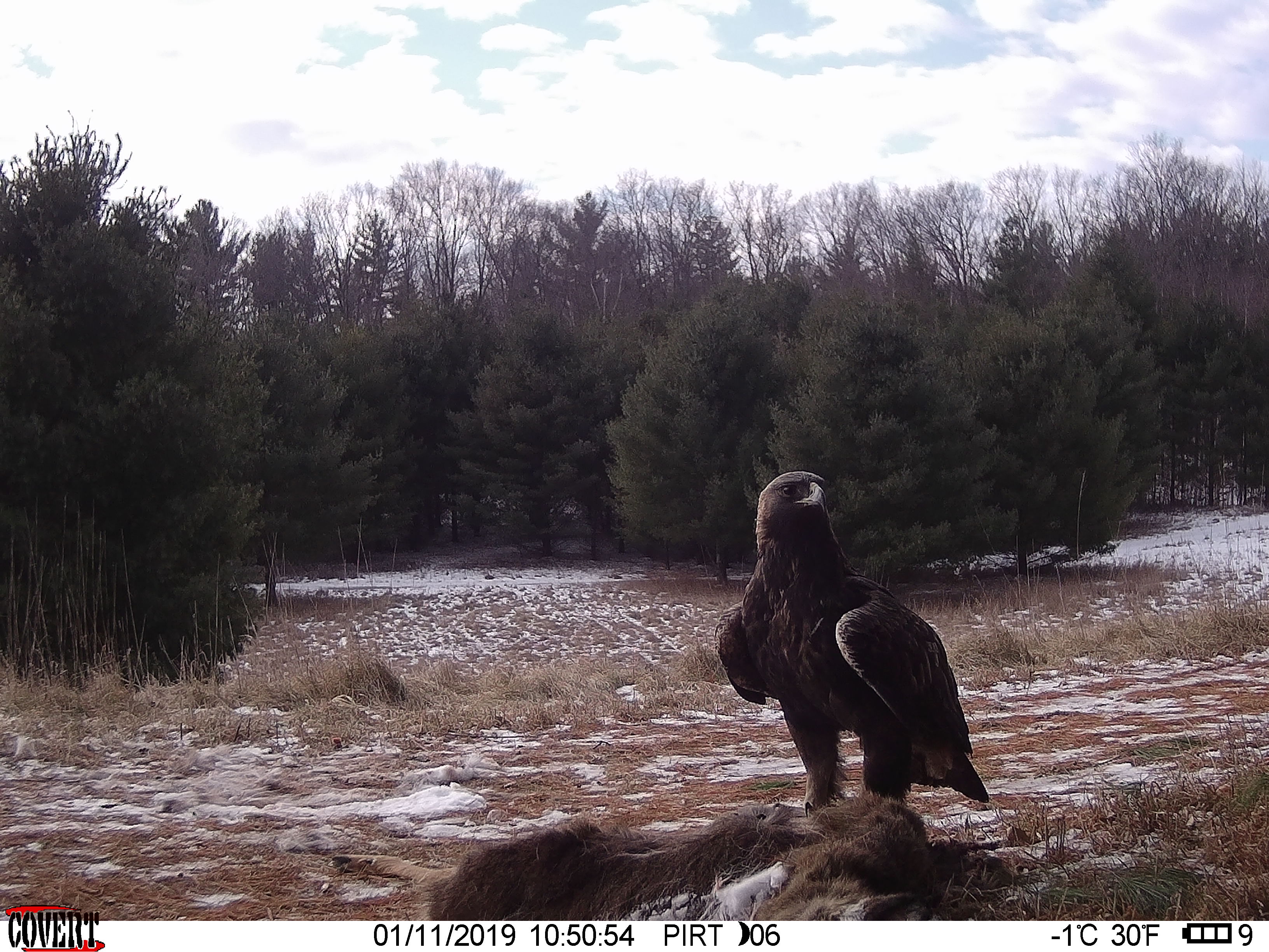 Trail Cam Tuesday