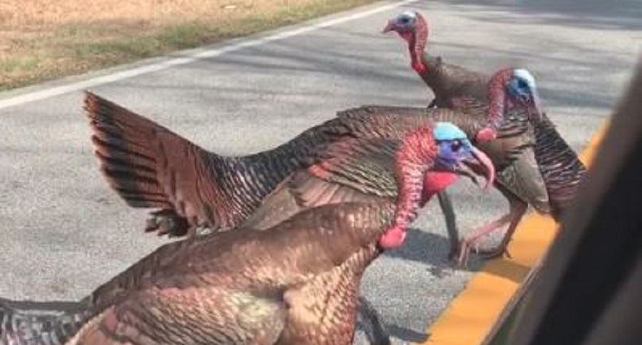 Turkeys Car