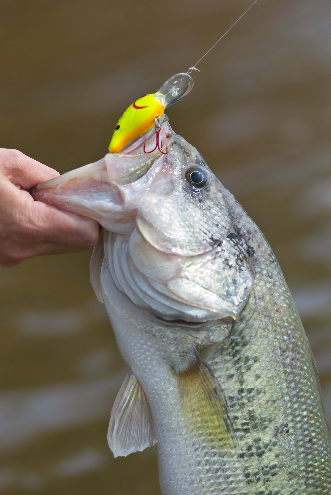 Early Spring Bass Fishing