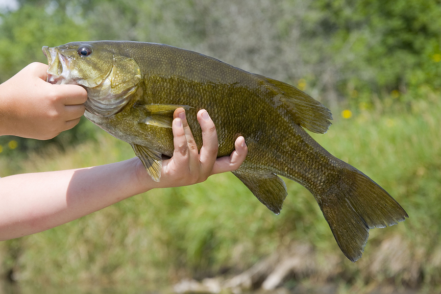 Early Spring Bass Fishing