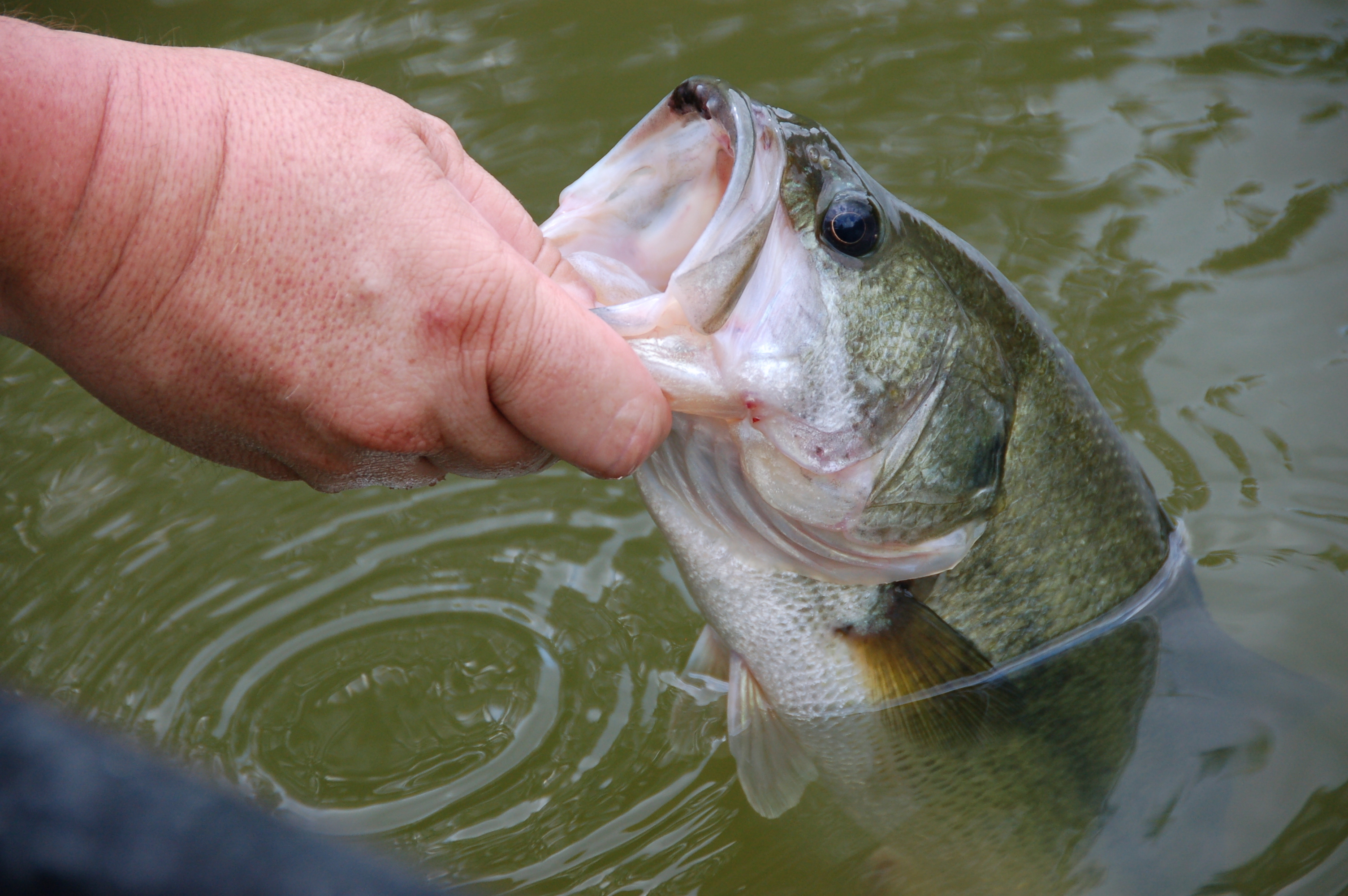 Early Spring Bass Fishing