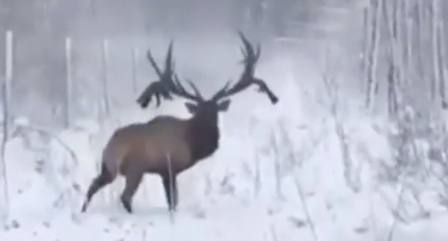 farm-raised elk