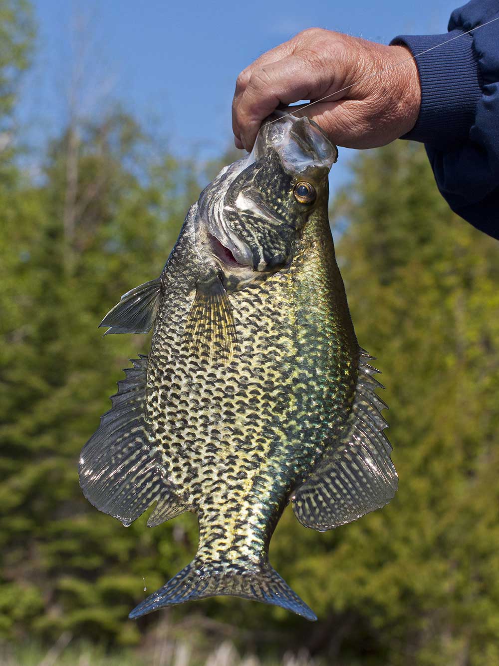 Spring Crappie Fishing