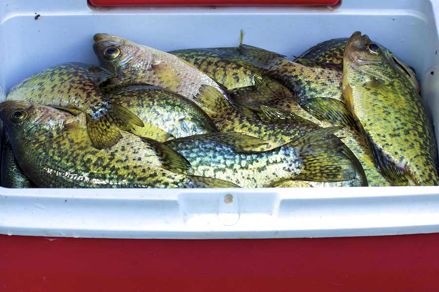 Spring Crappie Fishing