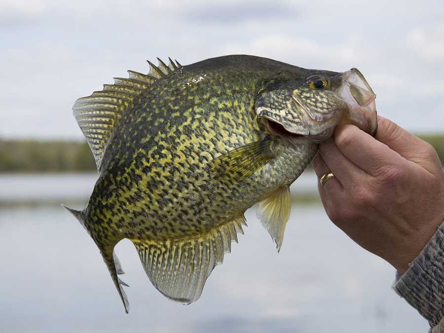 Spring Crappie Fishing