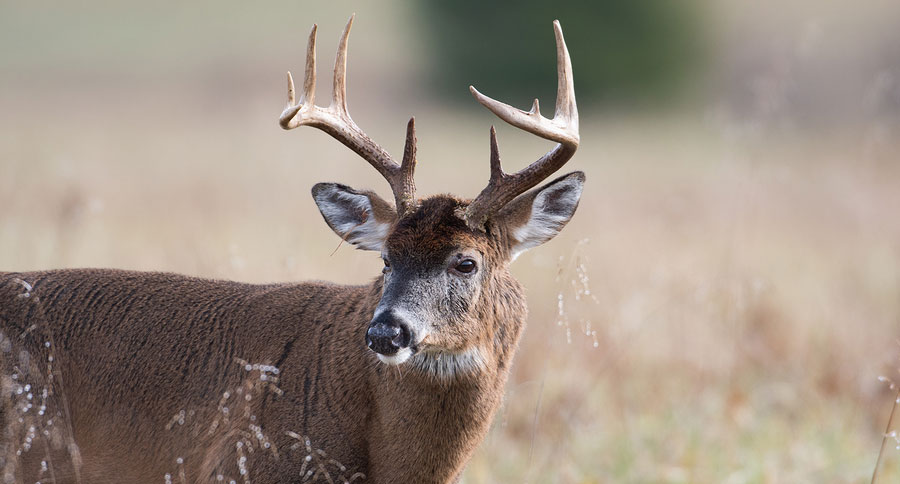 whitetail deer
