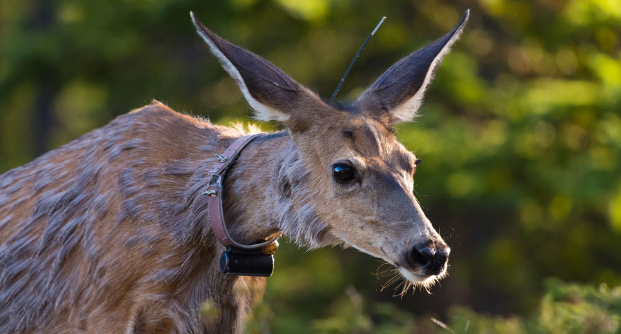 deer collar