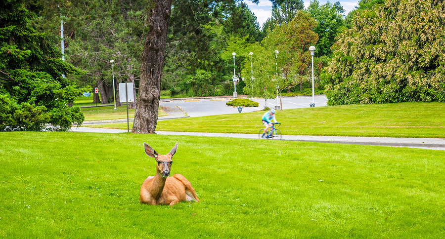 urban deer hunt