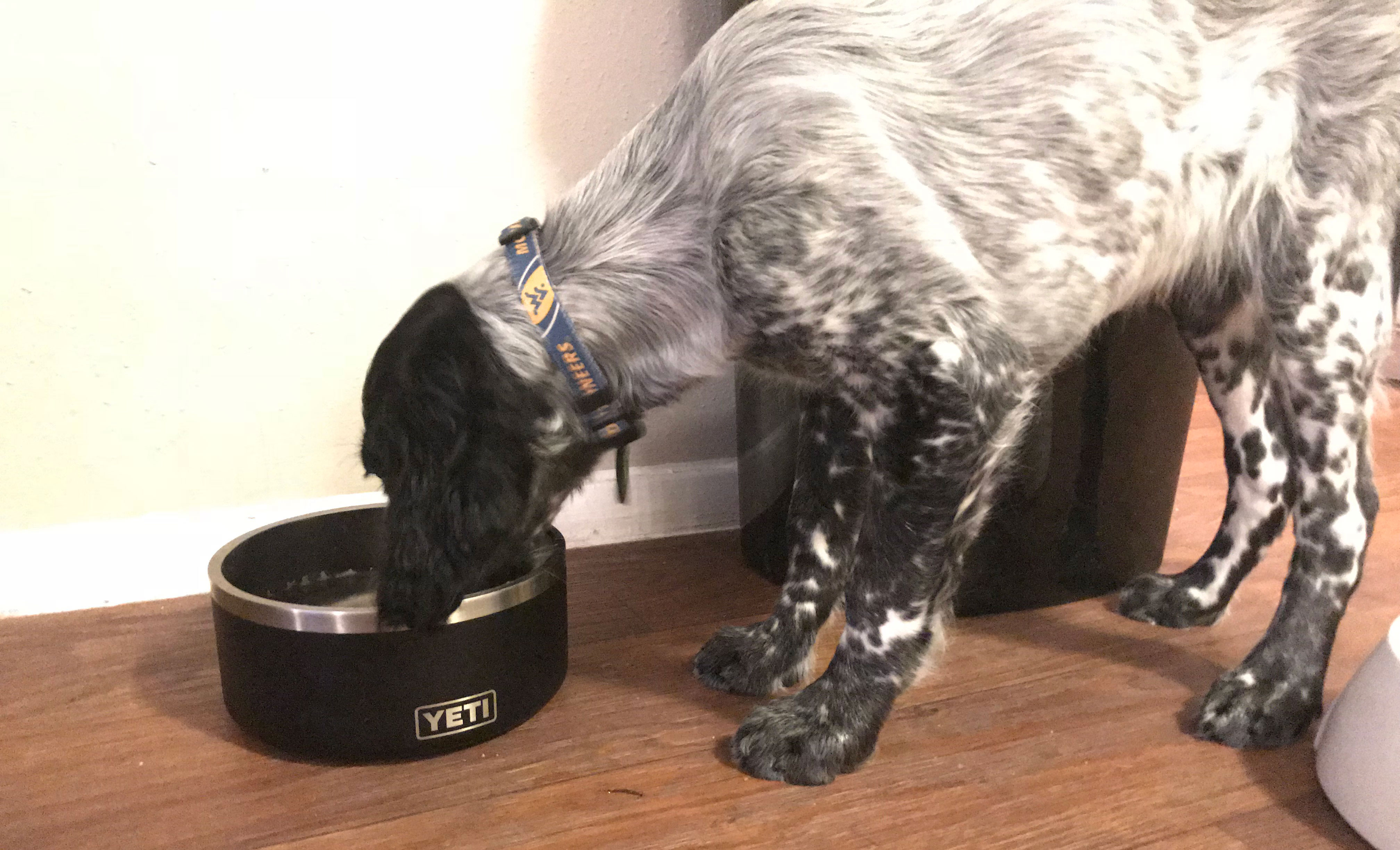 YETI dog bowl