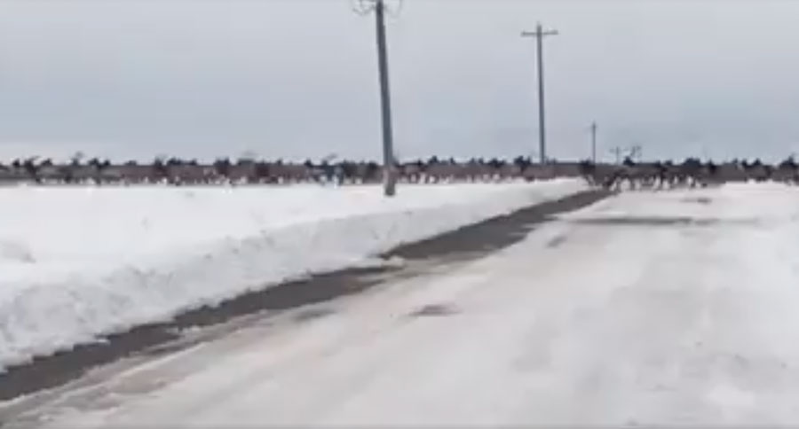 elk crossing2