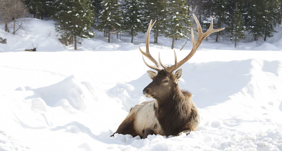 Montana shed hunting