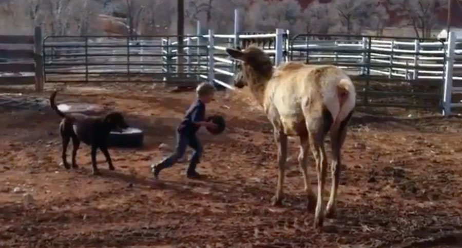 elk playing basketball