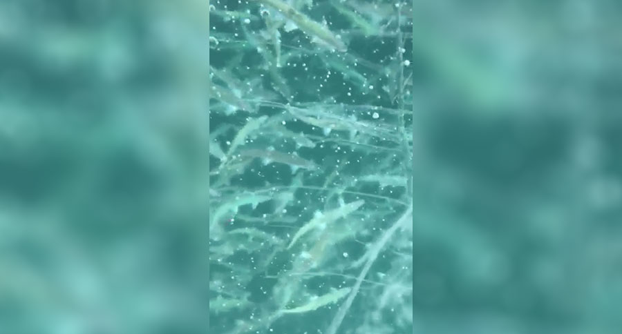 giant school of fish