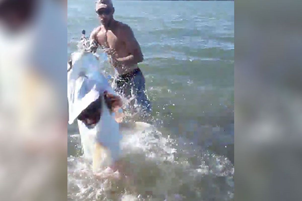 tarpon