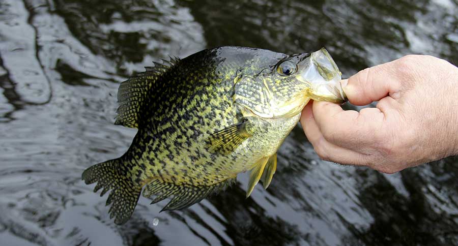 Spring Crappie Fishing is Some of the Best You'll Get All Year