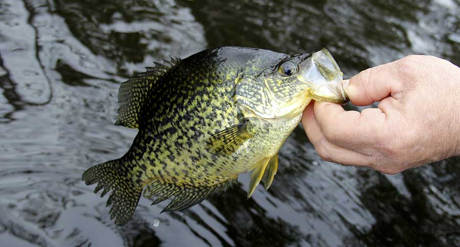 Spring Crappie Fishing