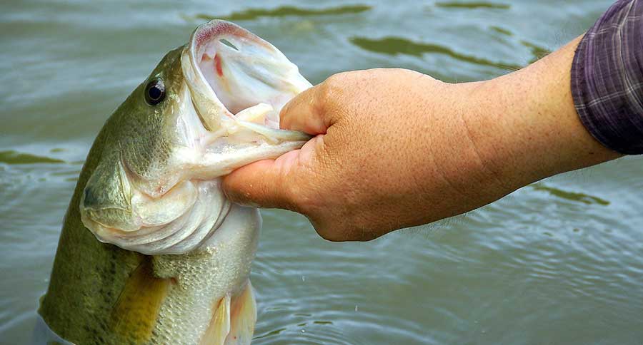 Early Spring Bass Fishing