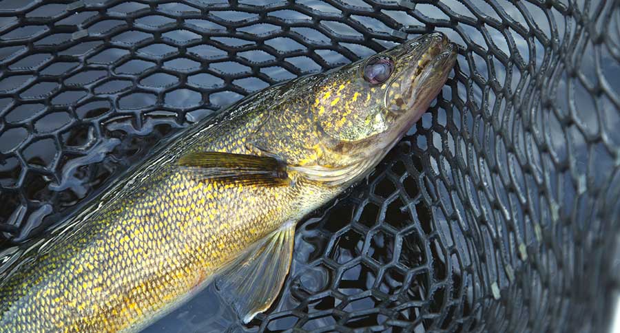 Mille Lacs Walleye Harvest