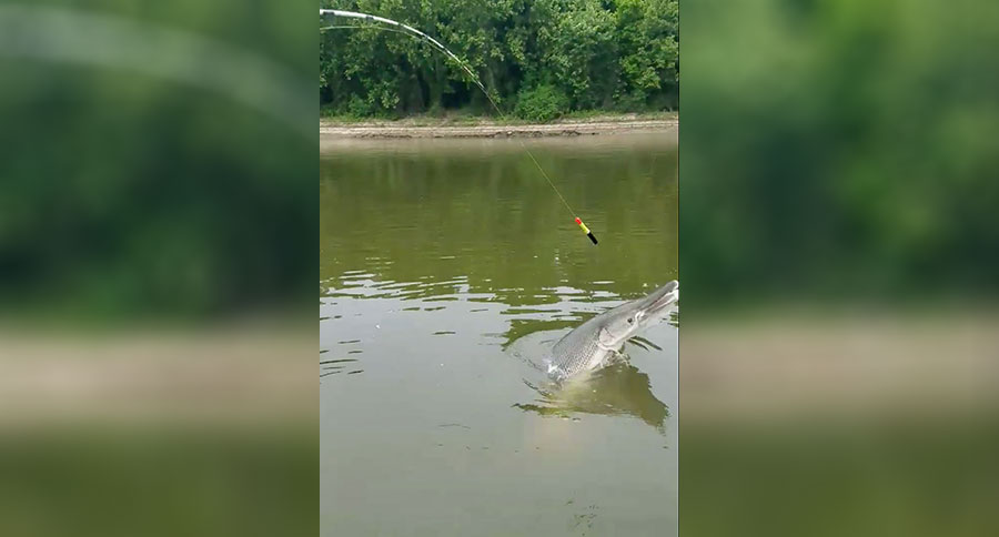 alligator gar