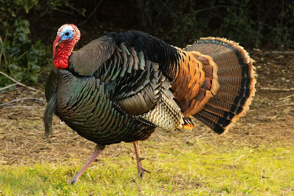 how often should you call turkeys in the morning