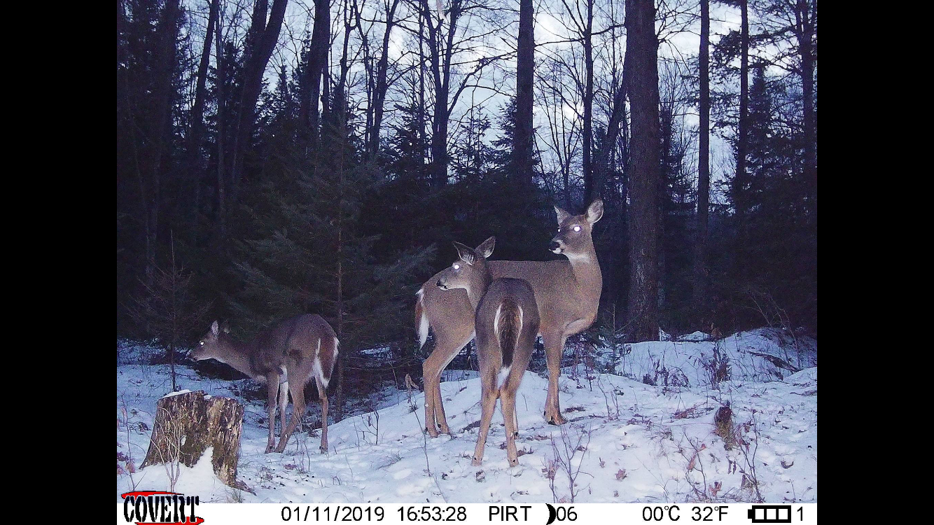 Trail Cam Tuesday